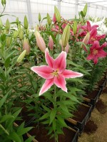 [4335 Ravenna VZ No01.JPG]